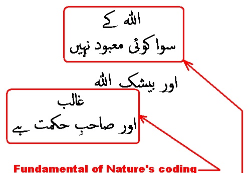 0355 Sura 3-62