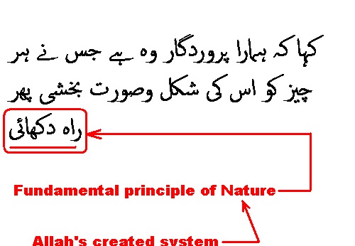 2398 Sura 20-50